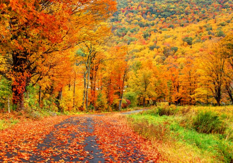 Fall Collection