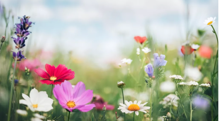 Spring Collection